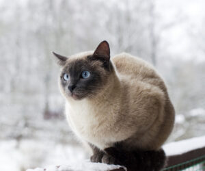 Winter cat sits outside after a snowstorm.