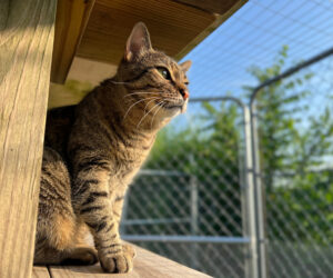 Low view of short haired domestic cat sitting outside in fenced feline enclosure looking at morning sun