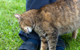 Rubbing up against legs is an essential part of cat body language