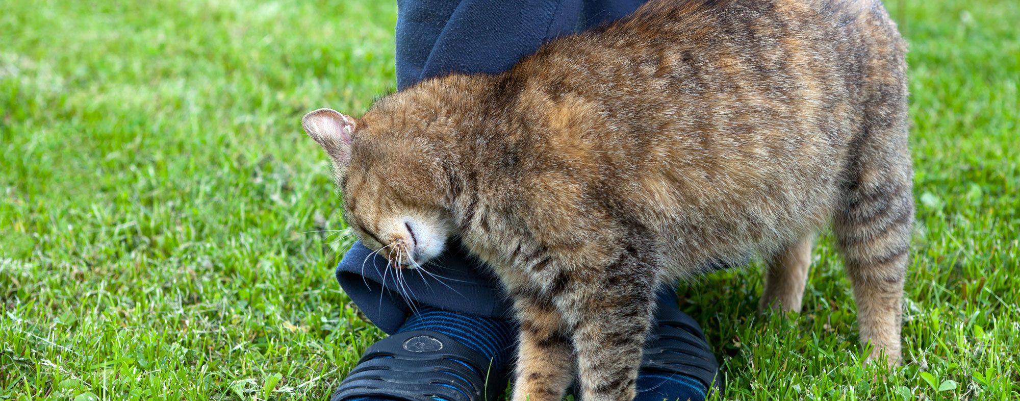 Rubbing up against legs is an essential part of cat body language