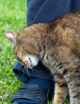 Among a cat's many behaviors, leg rubbing is quintessential
