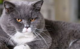 A cat's flea and tick treatment, left neglected, creates problems