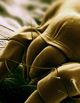 Microscopic view of a mite.