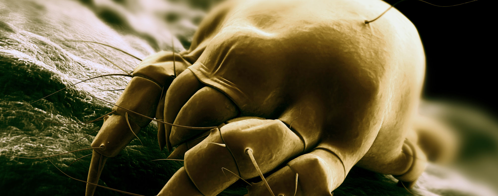 Treating Your Dog for Ear Mites Hartz