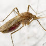 After feeding on blood, a female mosquito lays eggs on a host