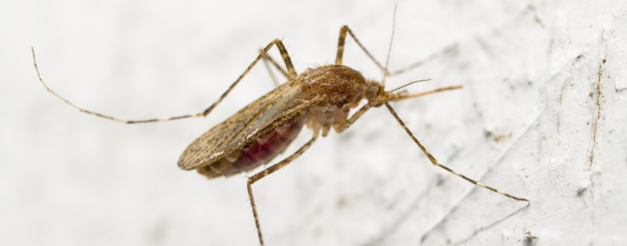 After feeding on blood, a female mosquito lays eggs on a host