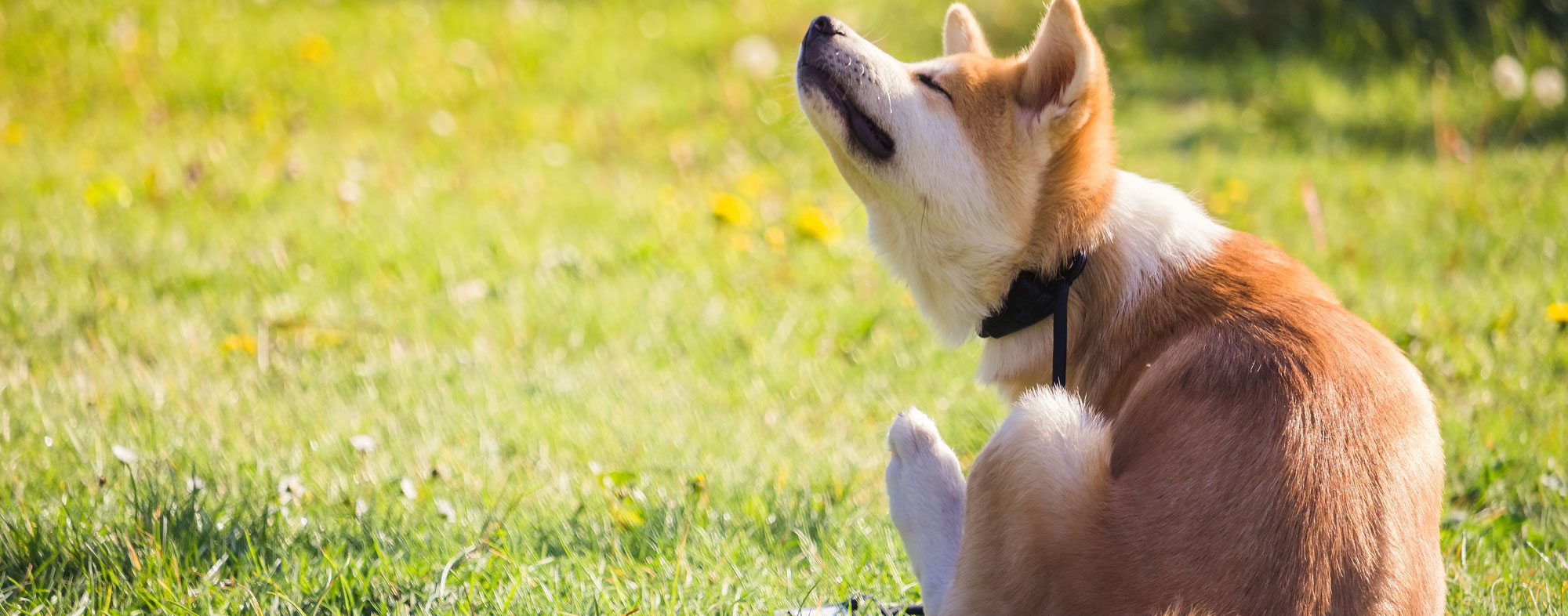 Anemia can manifest as one of the symptoms of fleas on a dog