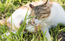 Until treated, a cat with fleas will repeatedly scratch their body