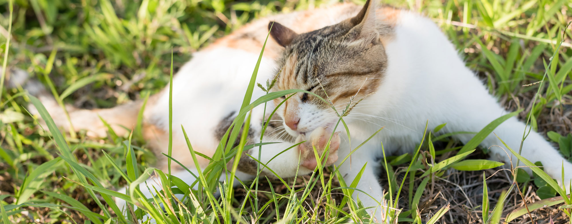 Until treated, a cat with fleas will repeatedly scratch their body