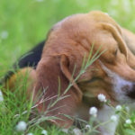 immediate flea treatment