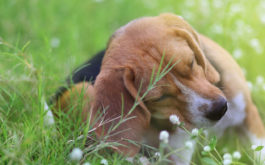 Until treated, a dog with fleas will repeatedly scratch their body