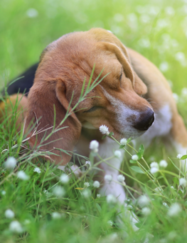 A dog with fleas will show symptoms like constant scratching