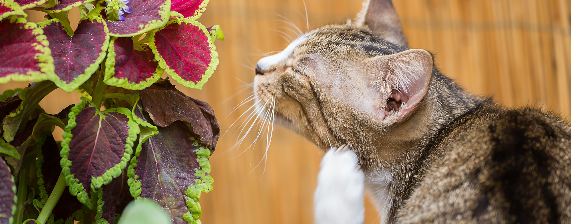 Parasites in cats may cause symptoms like fever and anemia