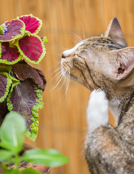 Swollen lymph nodes may be symptoms of a cat parasite disease