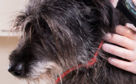 How to Treat Your Dog for Intestinal Parasites