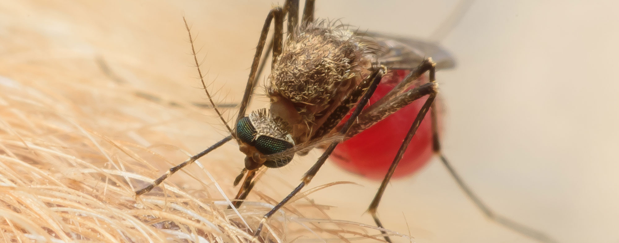 Mosquito Borne Diseases and Dogs | Hartz