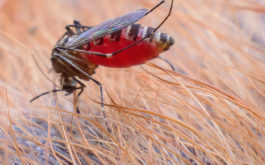 A female mosquito will lay her eggs after feeding on a dog's blood