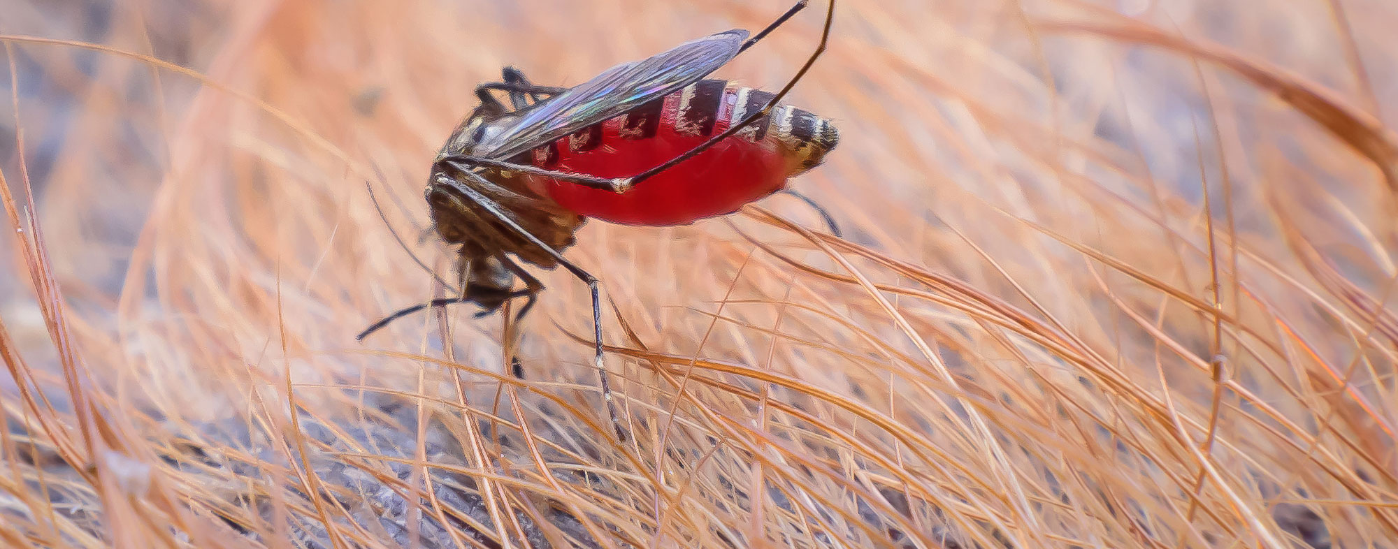 A female mosquito will lay her eggs after feeding on a dog's blood