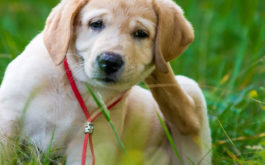 A puppy scratching its ears may be suffering from flea bites