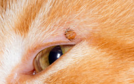 When you find a tick on your cat, it may already be dead