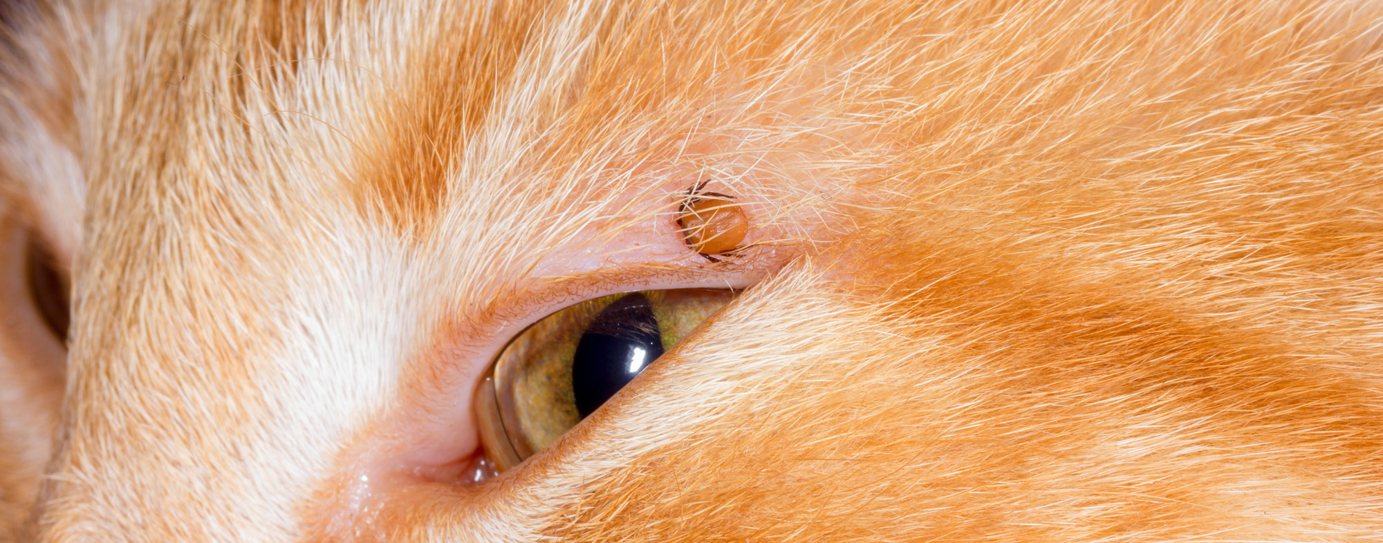 When you find a tick on your cat, it may already be dead