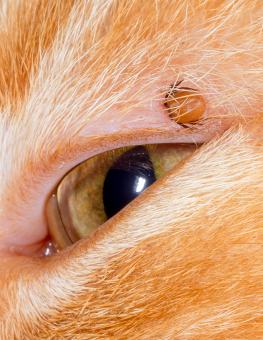 The tick you found on your cat could be carrying lyme disease