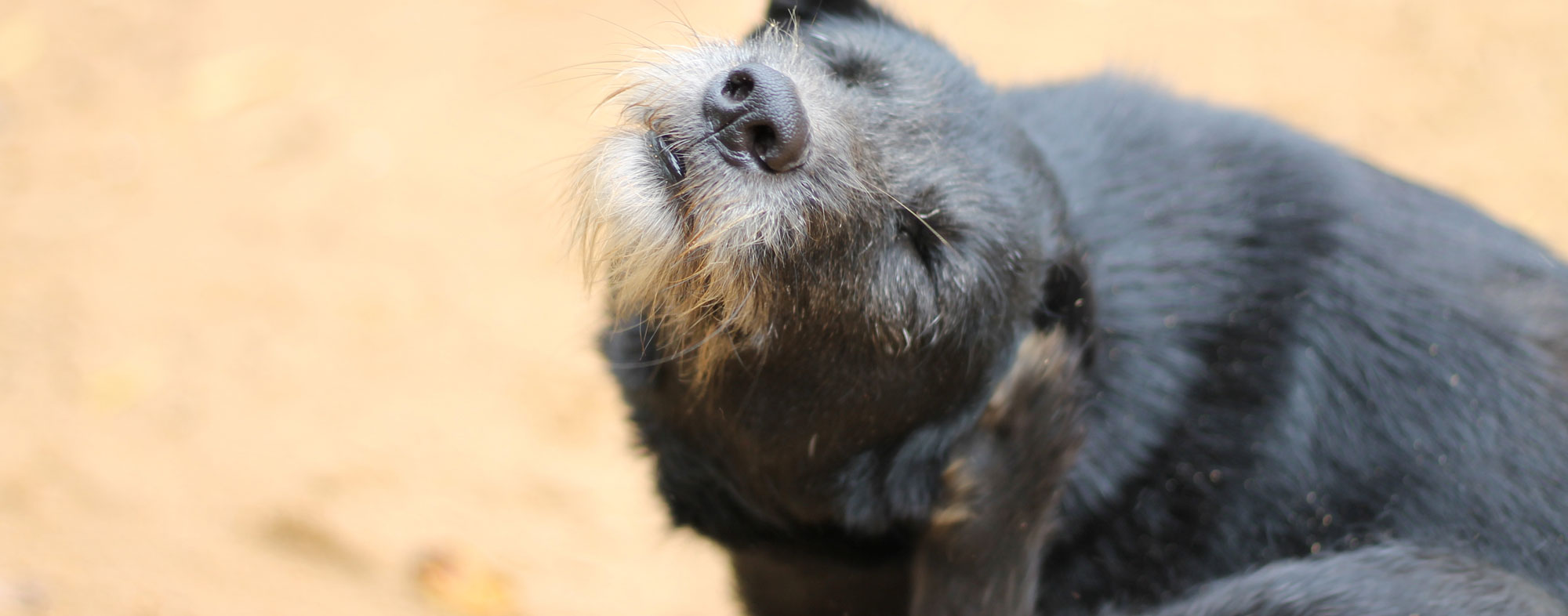 Your dog may be scratching constantly because of tick bites