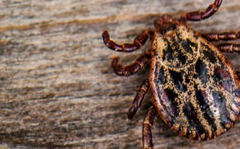 Although tiny, a deer tick carrying lyme disease can be fatal