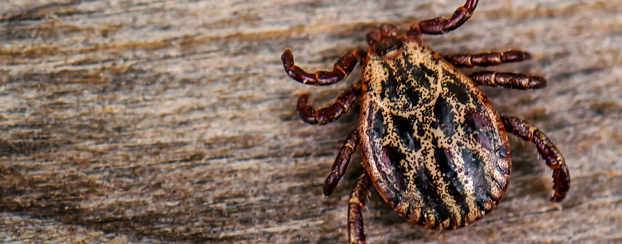 Although tiny, a deer tick carrying lyme disease can be fatal