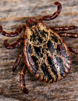 A deer tick could be carrying lyme disease