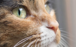 Your cat could be carrying ticks without you knowing it