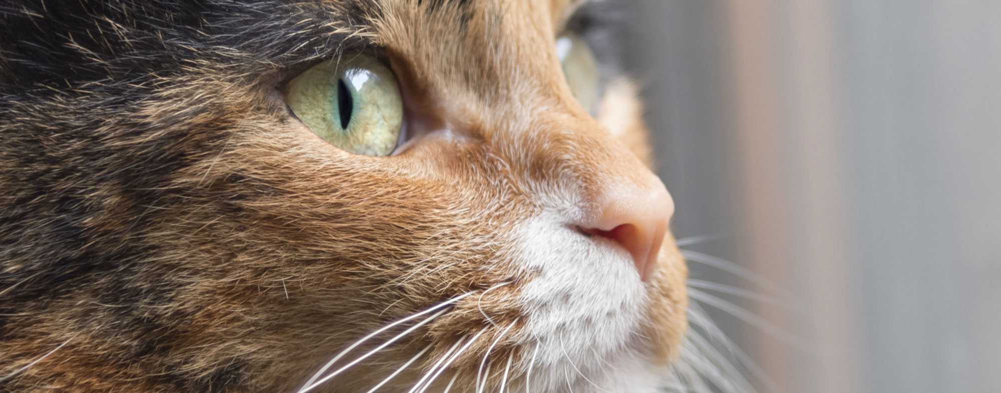 Your cat could be carrying ticks without you knowing it