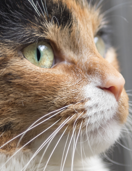 A cat's face can be host to any stage of a tick's life cycle