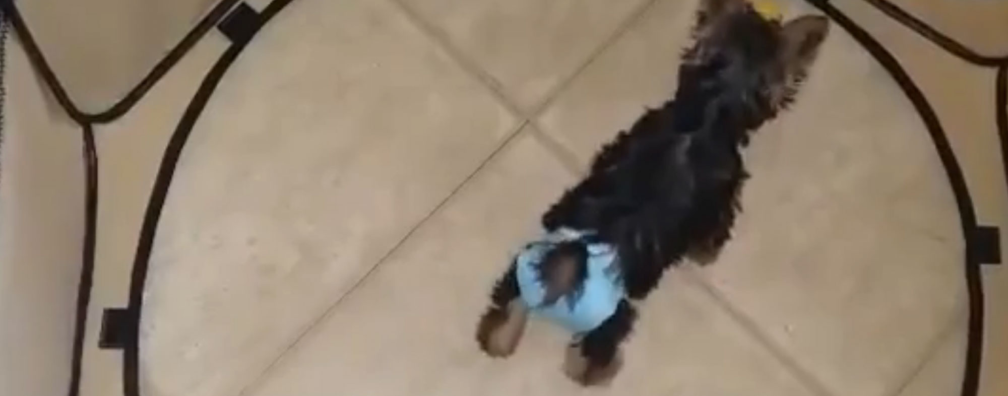 You can improvise doggy diapers for your older dogs