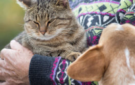 A jealous dog's behavior will change, if you hold another pet