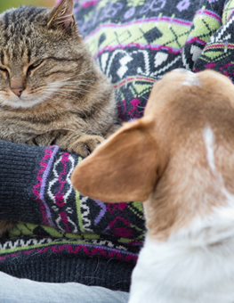 Your dog may get jealous if you show affection toward a cat