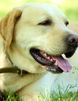 Older dog in the grass. Dog flea and tick treatment is important to your pets health.