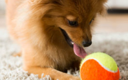 With a velcro ball, you and your dog can play games indoors