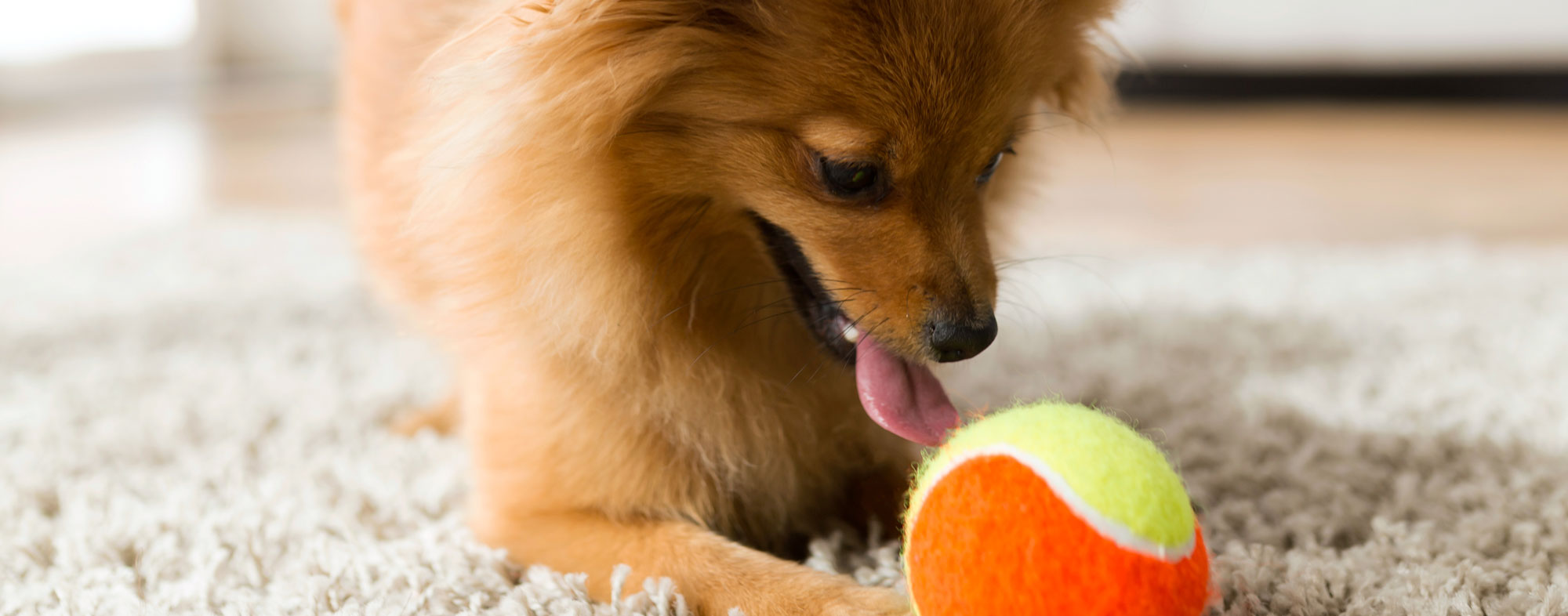 With a velcro ball, you and your dog can play games indoors