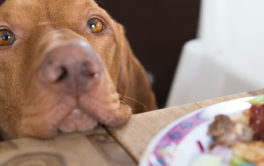 Breaking eye contact, you can stop a dog from begging for food