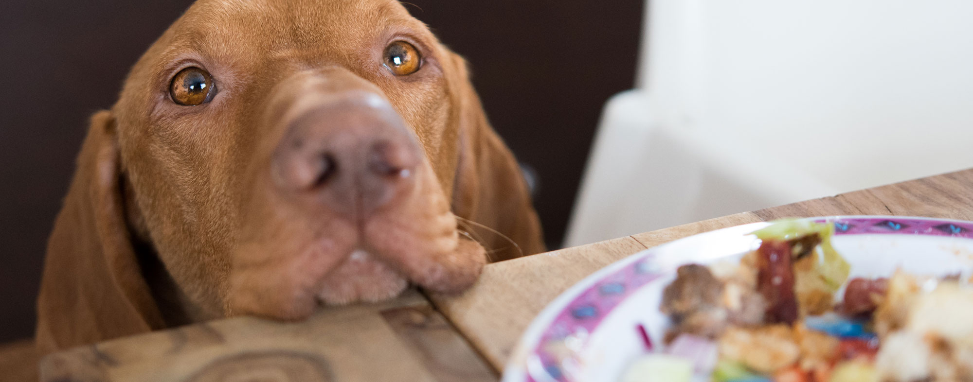 Breaking eye contact, you can stop a dog from begging for food