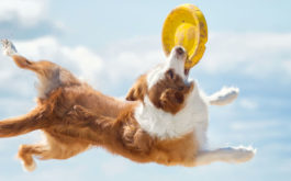 During the summer, you can train your dog to catch a frisbee