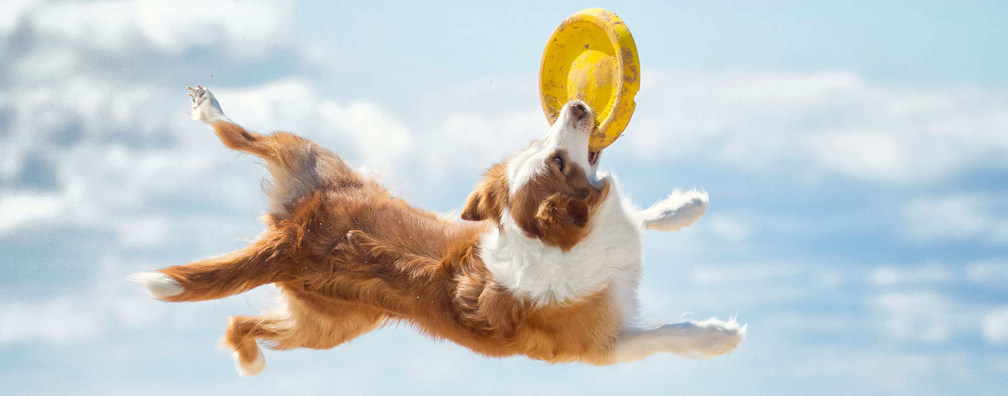 During the summer, you can train your dog to catch a frisbee