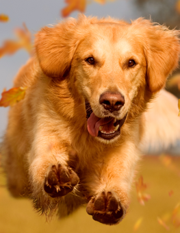 All dogs love running off leash through the leaves in autumn