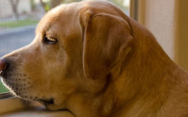 A dog with separation anxiety is likely to wait by the window