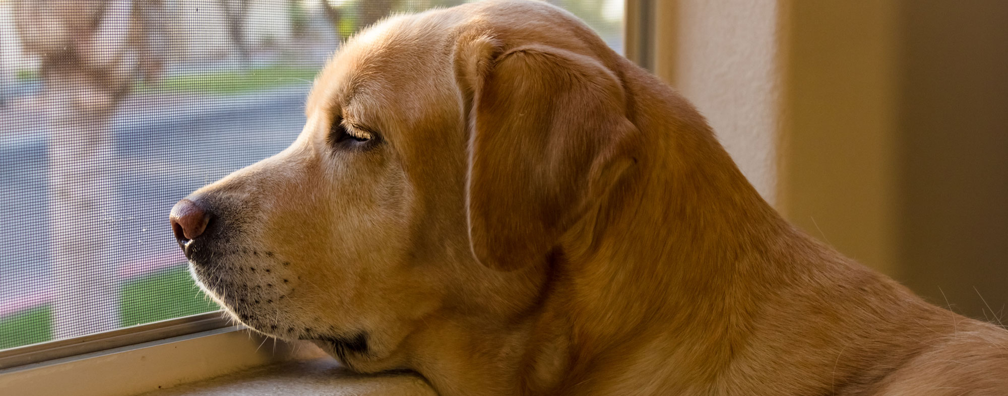 A dog with separation anxiety is likely to wait by the window