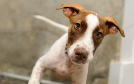 how to volunteer at your local animal shelter