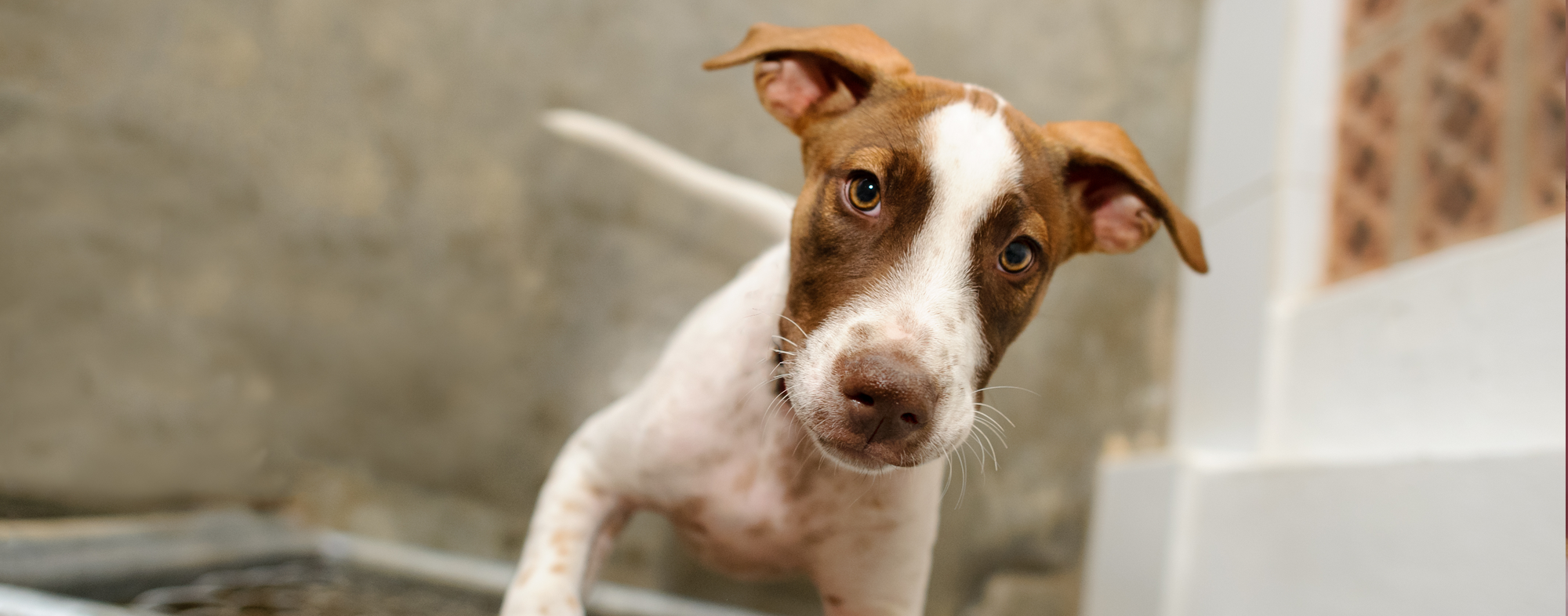 At your local shelter, a rescue dog could be waiting for you