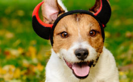 Dress your dog in a comfortable costume this Halloween