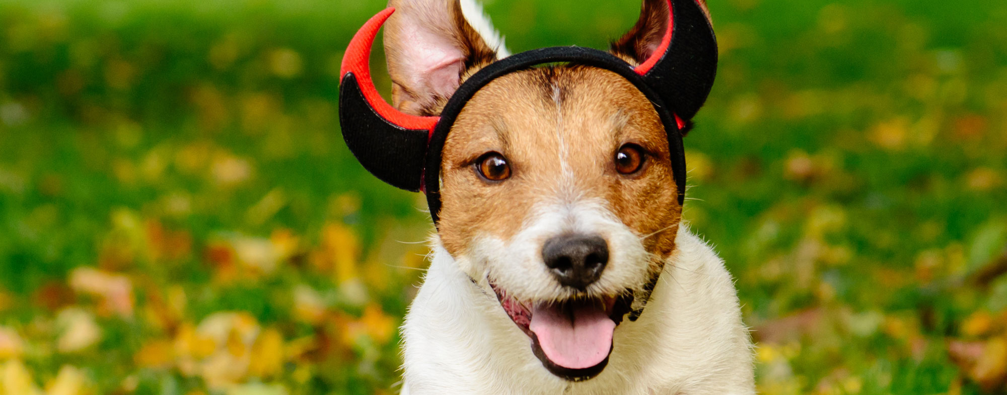 Dress your dog in a comfortable costume this Halloween